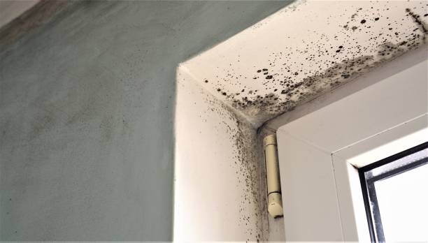 Best Mold Odor Removal Services  in Dexter, NM