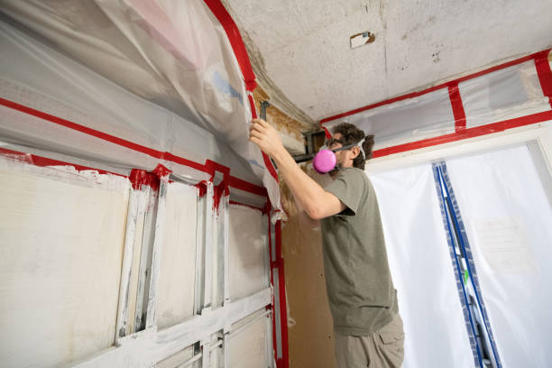 Trusted Dexter, NM Mold Removal Experts