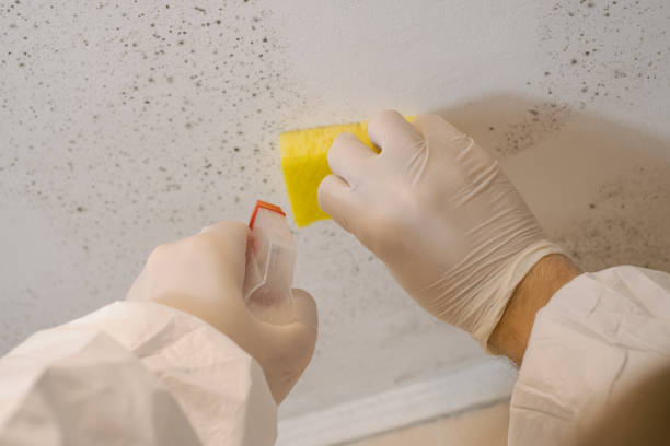  Dexter, NM Mold Removal Pros