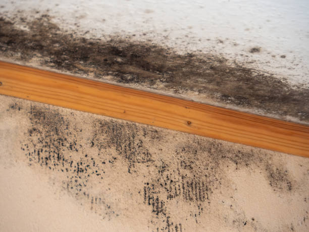 Best Mold Prevention Services  in Dexter, NM