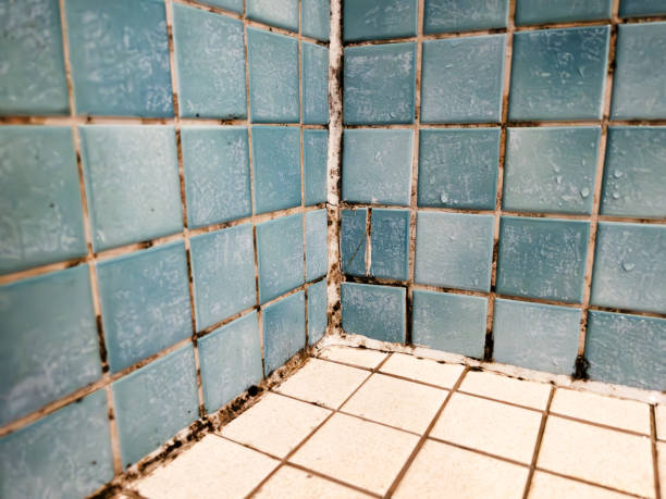 Best Mold Damage Restoration  in Dexter, NM