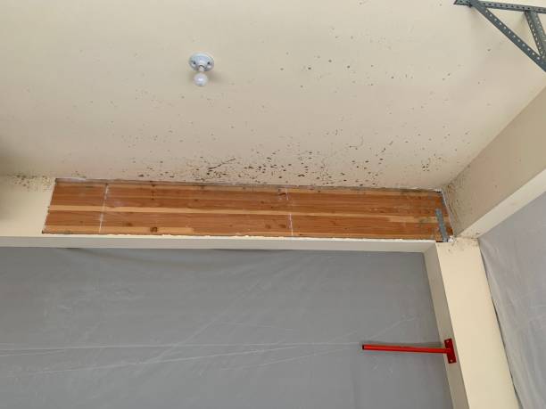 Environmental Consulting for Mold Prevention in Dexter, NM