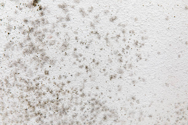 Best Emergency Mold Remediation  in Dexter, NM