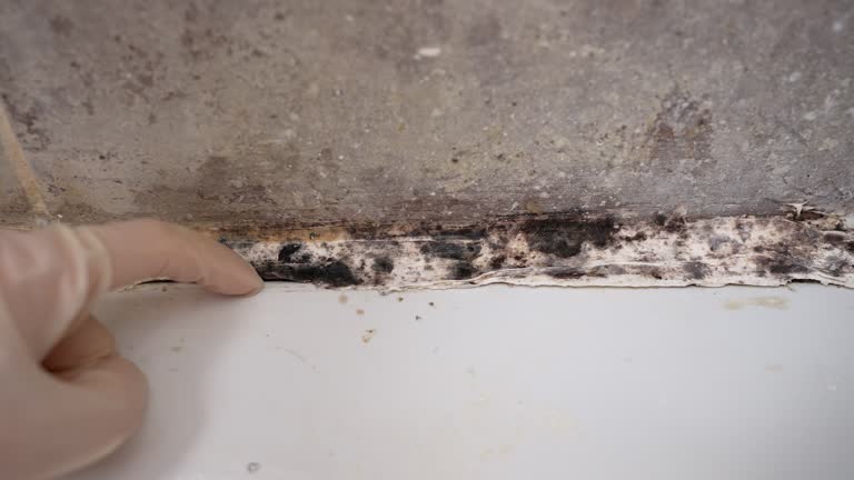 Best Airborne Mold Testing  in Dexter, NM