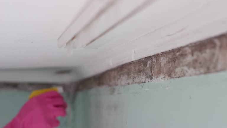 Best HVAC Mold Inspection and Cleaning  in Dexter, NM