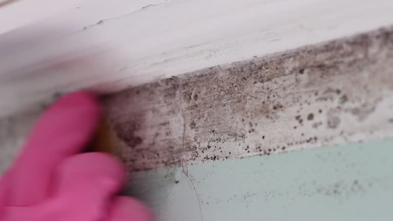 Best Biohazard Mold Removal  in Dexter, NM